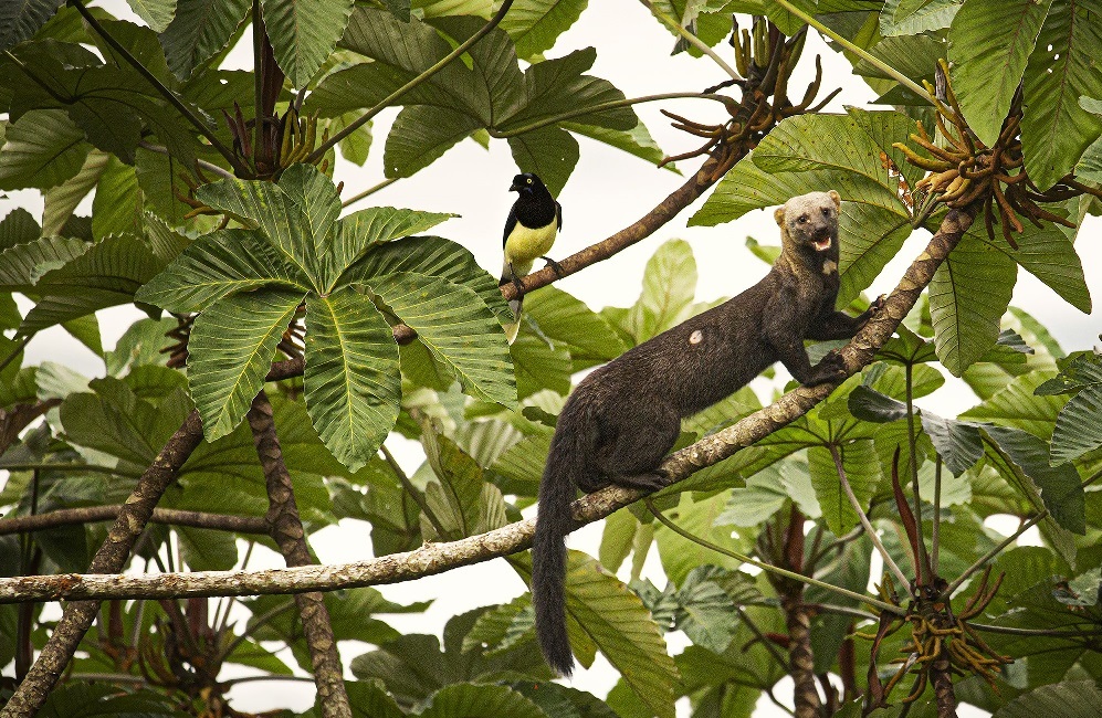 La Tayra y el Carriquí - Juan Daniel Mejía. Foto ganadora del concurso 2023