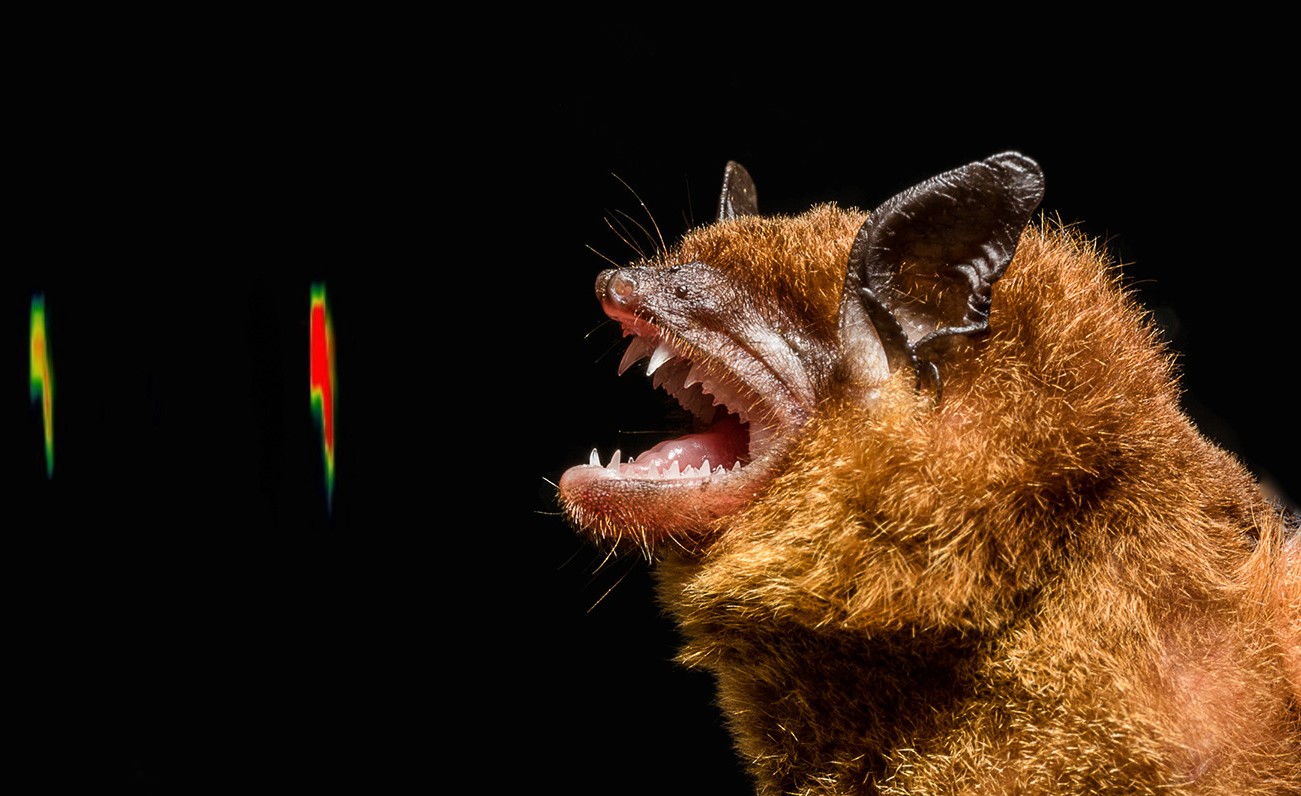 Bioacustica de mamiferos