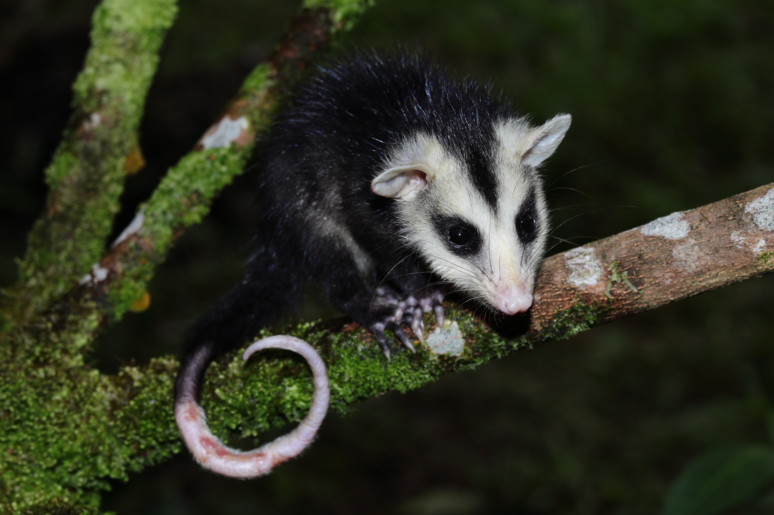 Marsupiales colombianos frente a amenazas subestimadas