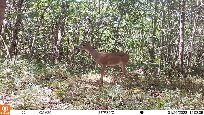 Mazama sp. - Fototrampeo en la Macarena, Colombia
