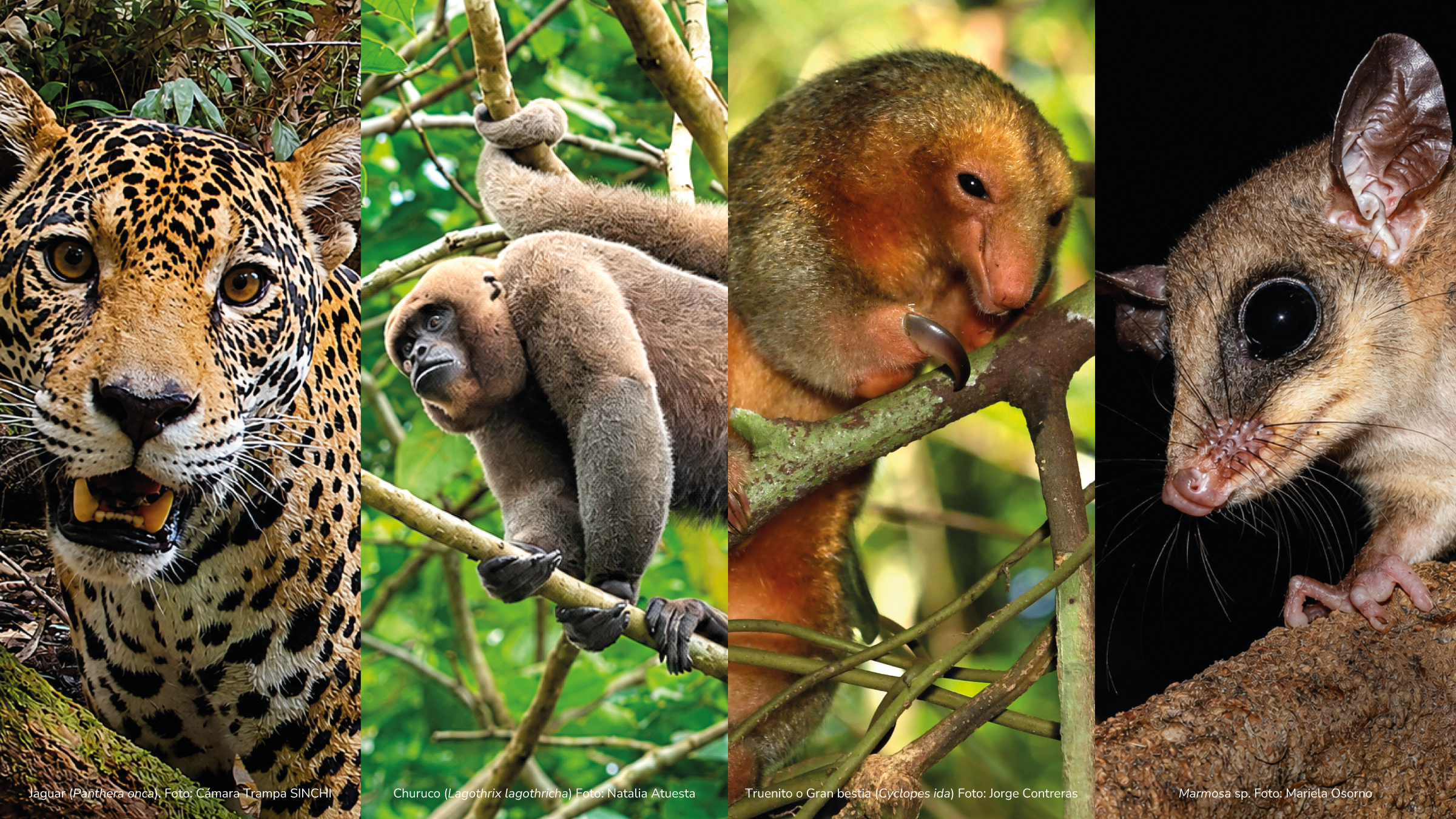 Mastozoologia en la Amazonia