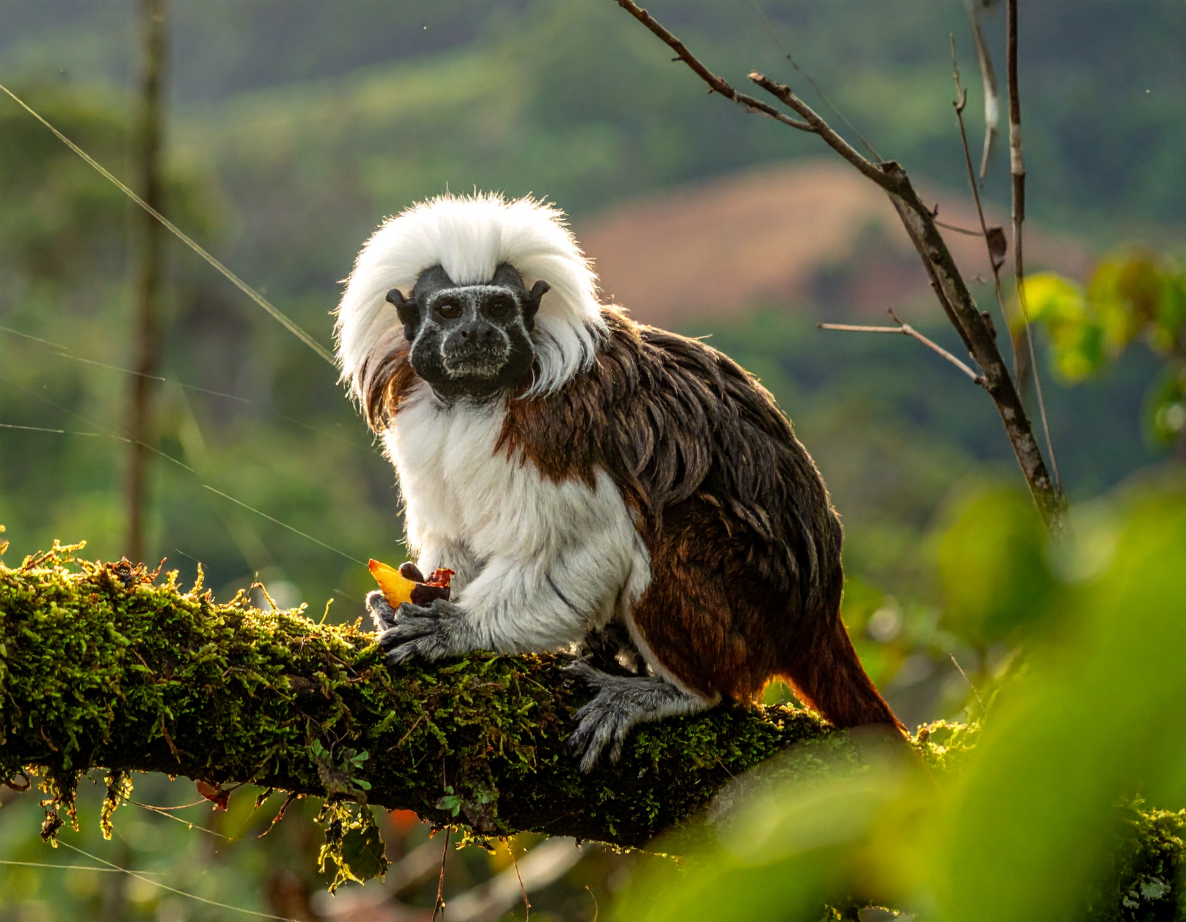 Primatologia